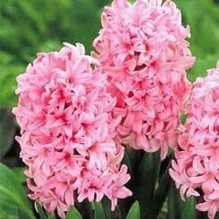 Hyacinth - a symbol of the game