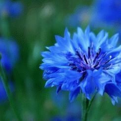 Blue cornflower - a symbol of delicacy