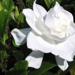 Gardenia - a symbol of secret love
