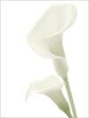 Калла белая