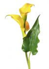 Калла желтая