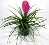 Цветок "Тилландсия"