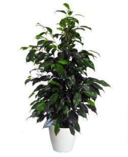 Ficus Danielle