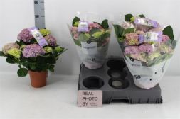 Гортензия крупнолистная Magical Jewel