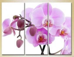 Модульная картина "Орхидеи с бутонами"