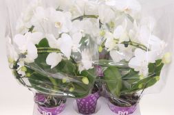 Phalaenopsis Ellips White