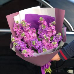 букет из розовых маттиол