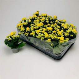 Каланхоэ Lindsay