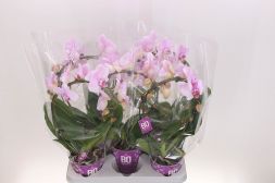 Phalaenopsis Ellips Lichtroze