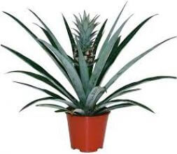 Растения ''Ананас"