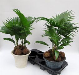 Ливистона круглолистная