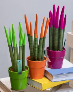 Сансевиерия цилиндрическая