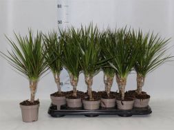 Драцена маргината