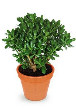 Денежное дерево