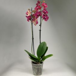 Орхидея фаленопсис бордово-малиновая