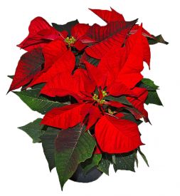 красную Пуансеттию молочай красивейший