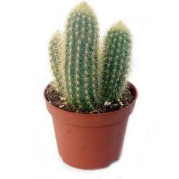 Plante "Cactus"