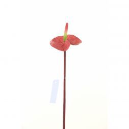Anthurium 64 cm