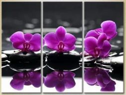 Pictura modulară "Orhidee pe pietre"