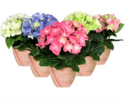 гортензии разных цветов