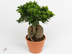 Ficus microcarpa Gas Relief Pot