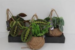 Коко Ктенанте Амагрис Джунглевый