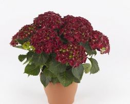 Гортензия крупнолистная Хай Фаер