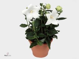 Платикодон крупноцветковый