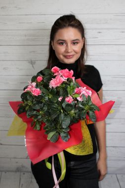 цветок азалию в горшке