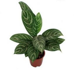 Растение "Аглаонема"