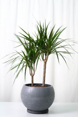 Бетонный горшок Luno Decor Stone