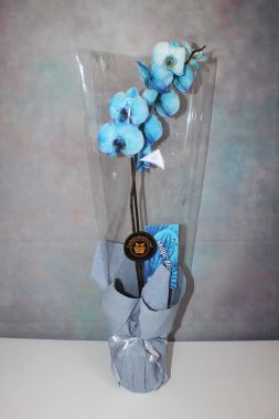 orhidee Phalaenopsis albastra