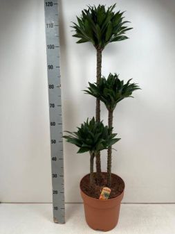 Драцена Компактная