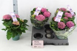 Гортензия крупнолистная Мэджикал Розовая