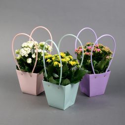 Каланхоэ в сумочке