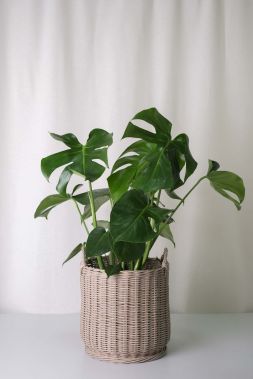 Basket for Plants