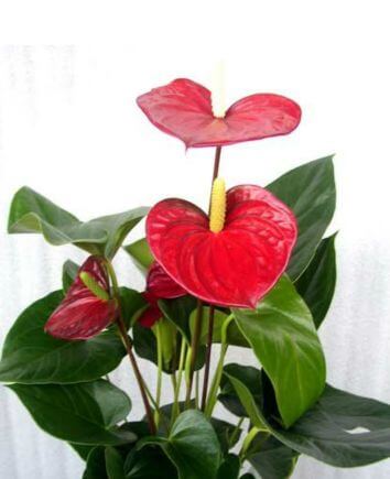 Антуриум обыкновенный