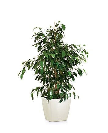 Фикус Даниэль