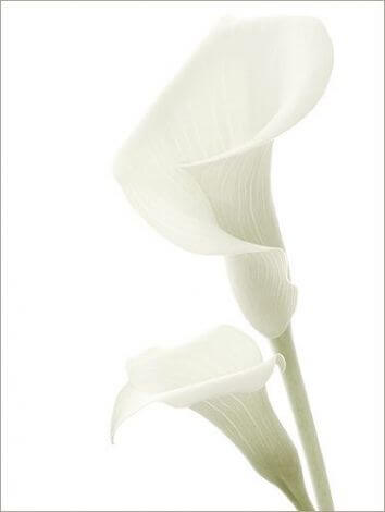 Калла белая