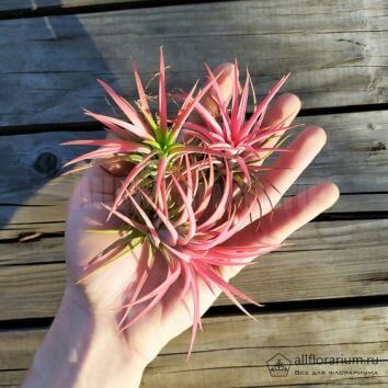 Цветок "Тилландсия"