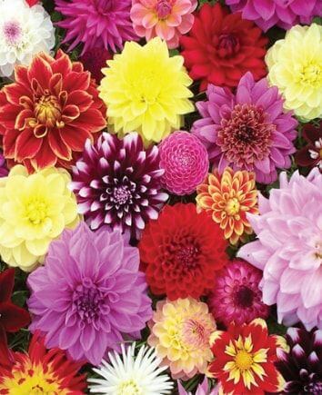 Разноцветные георгины