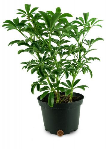 Комнатное растение "Шеффлера"