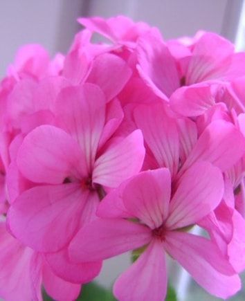 Пеларгония розовая