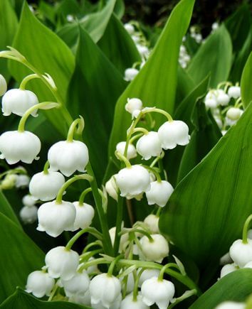 Корзинка "Большой Подарок Эльфов"