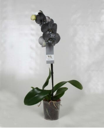 Черная орхидея