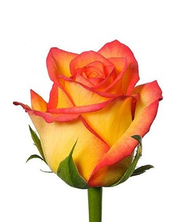 корзину тюльпанов, роз, альстромерий и ирисов