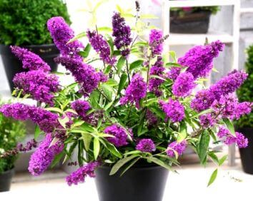 Буддлея Давида