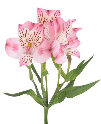 корзину тюльпанов, роз, альстромерий и ирисов