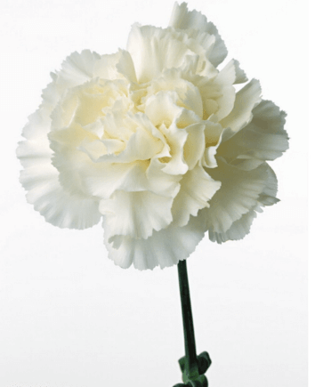 Композиция "Яркие мгновения"