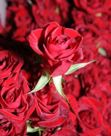 101 red roses in a box